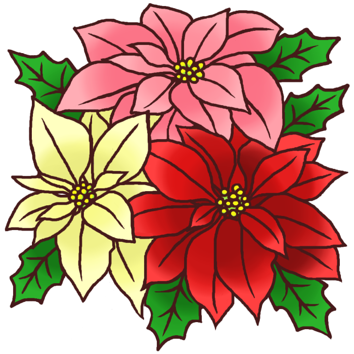 ポインセチア カラー 冬の花 無料イラスト素材