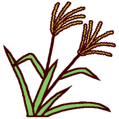 ススキ すすき カラー 秋 花 植物の無料イラスト ミニカット クリップアート素材