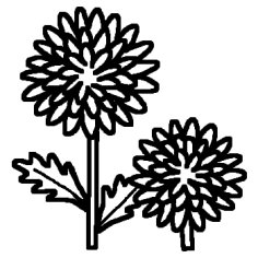 キク 菊2 白黒 秋 花 植物の無料イラスト ミニカット クリップアート素材