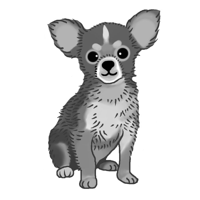 チワワ2 モノクロ 犬の無料イラスト 動物素材