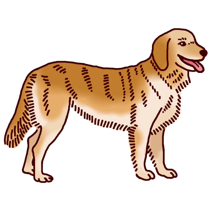 ゴールデン レトリバー1 カラー イヌ 犬 の仲間 動物の無料イラスト素材
