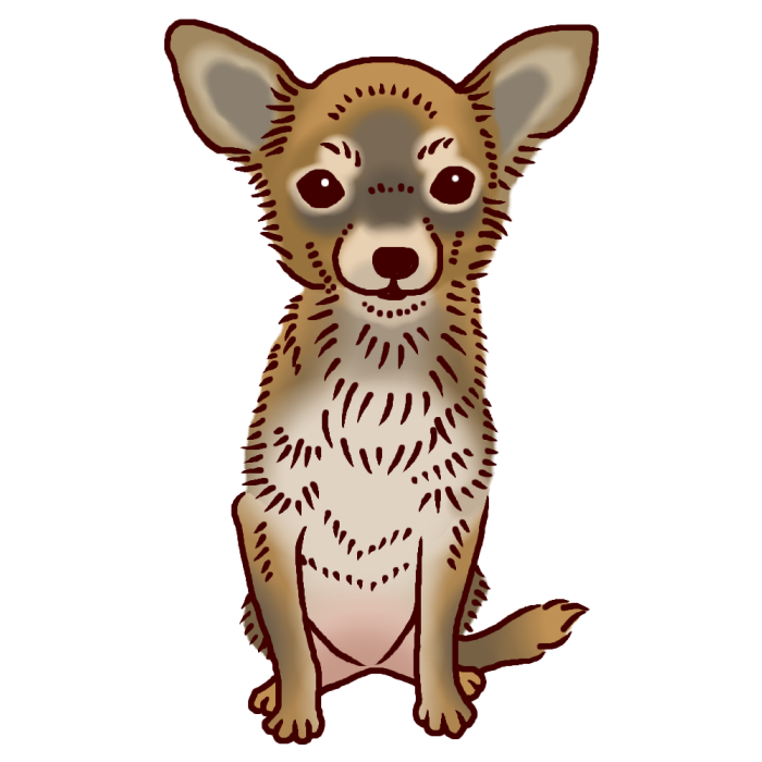 チワワ1 カラー イヌ 犬 の仲間 動物の無料イラスト素材