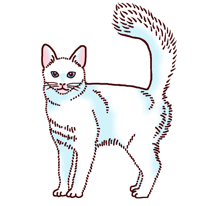 ターキッシュアンゴラ1 カラー ネコ 猫 の仲間 動物の無料イラスト素材