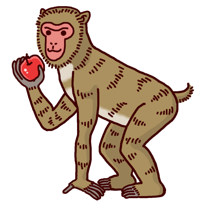 ニホンザル1 カラー サル 猿 の仲間 動物の無料イラスト素材