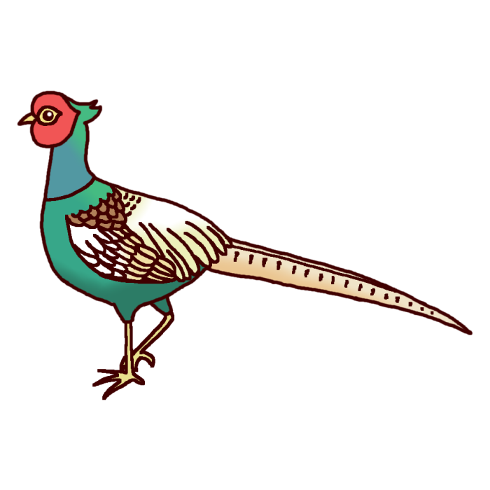 キジ1 カラー 鳥 動物の無料イラスト素材