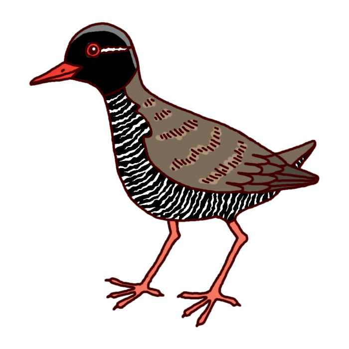 ヤンバルクイナ1 カラー 鳥 動物の無料イラスト素材