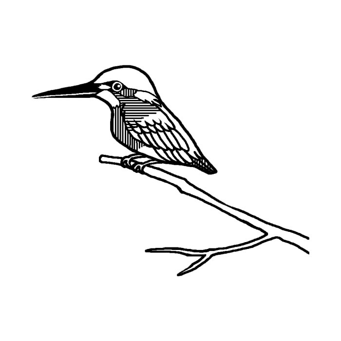 カワセミ1 白黒 鳥 動物のイラスト素材