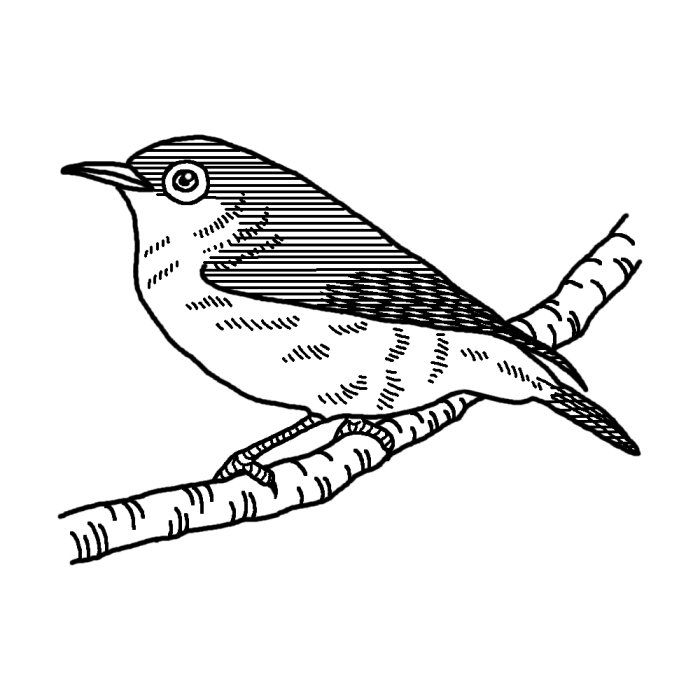 メジロ1 白黒 鳥 動物の無料イラスト素材