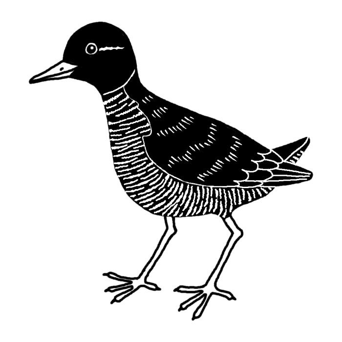 ヤンバルクイナ1 白黒 鳥 動物の無料イラスト素材