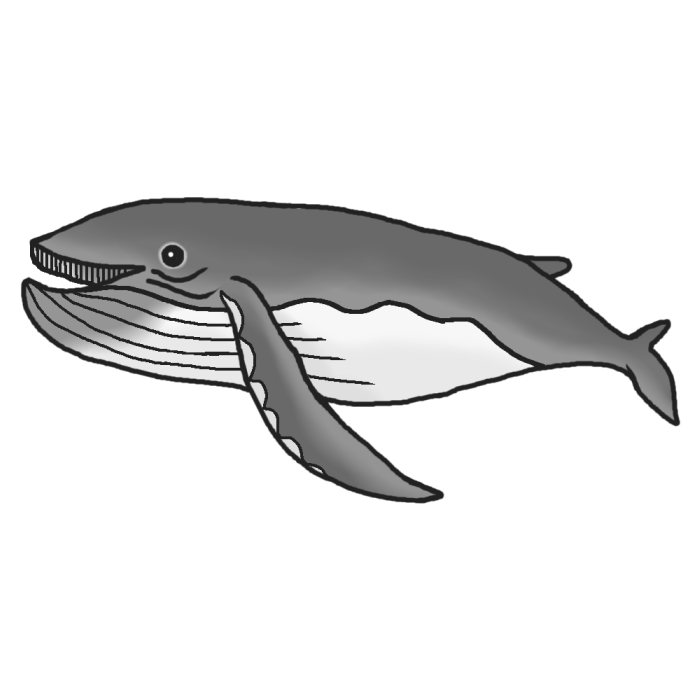 ザトウクジラ1 モノクロ 海の動物 無料イラスト素材