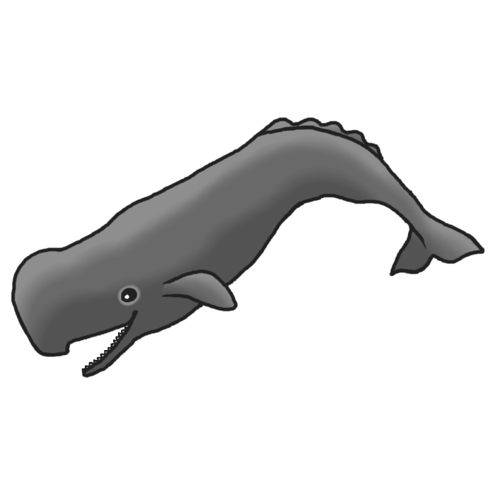 マッコウクジラ1 モノクロ 海の動物 無料イラスト素材