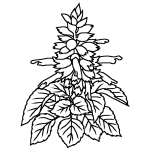 秋の花2 花 無料イラスト みさきのイラスト素材