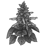 秋の花2 花 無料イラスト みさきのイラスト素材