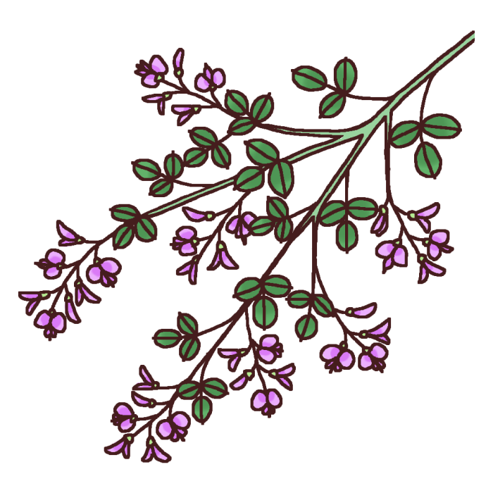 ハギ 萩 カラー 秋の花 無料イラスト素材
