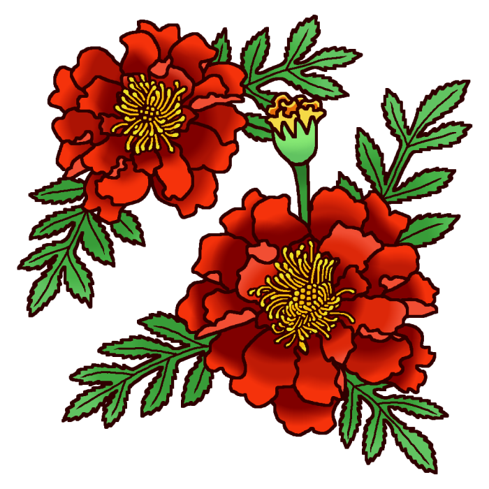マリーゴールド カラー 秋の花 無料イラスト素材