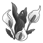 春の花7 花 無料イラスト みさきのイラスト素材