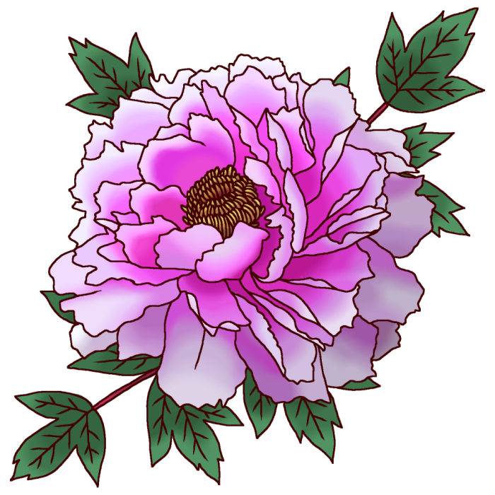 ボタン 牡丹 カラー5 春の花 無料イラスト素材