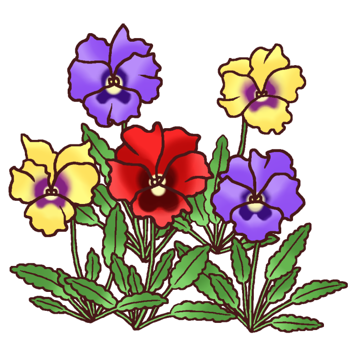 パンジー2 カラー 春の花 無料イラスト素材