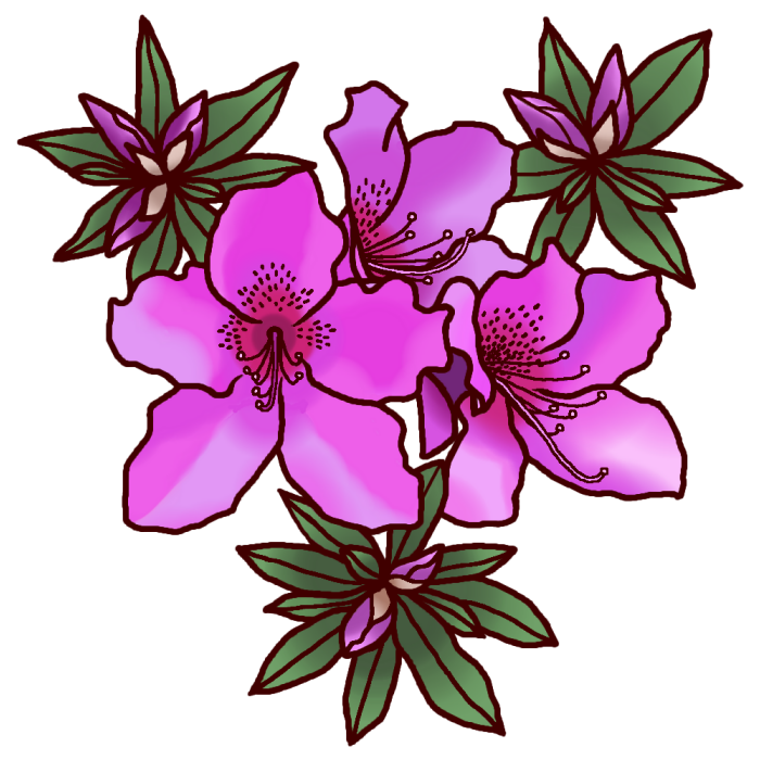 ツツジ 躑躅 カラー 春の花 無料イラスト素材