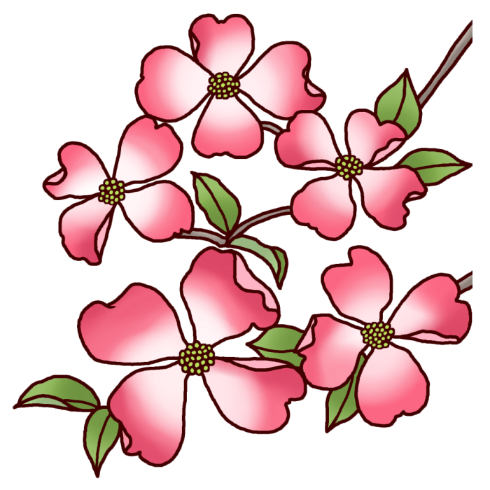 ハナミズキ 花水木 カラー 春の花 無料イラスト素材