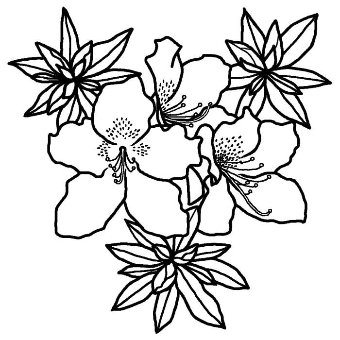 ツツジ 躑躅 白黒 春の花 無料イラスト素材