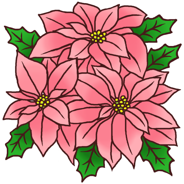 ポインセチア加工版2 カラー 冬の花 無料イラスト素材