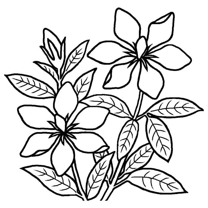 クチナシ 梔子 白黒 夏の花 無料イラスト素材